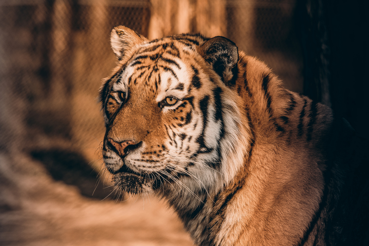 1/1野生动物大百科野生动物摄影与保护猫#野生东北虎捕食者老虎哺乳