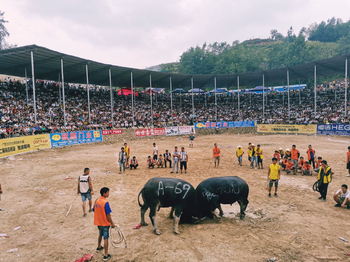 哪些民族过斗牛节的风俗