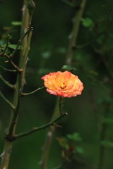 9F20B43B-E174-4691-A3DA-0E5F34952C50/L0/001