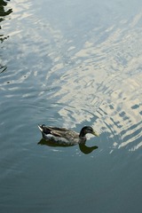 075778E7-D918-42F0-B254-35EA43DED767/L0/001