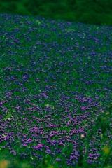 17EBA011-0CBD-4B11-96A7-83F4523E35F8/L0/001