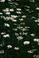 0D0F6881-BA76-420D-BF02-FE83ED85A2E8/L0/001