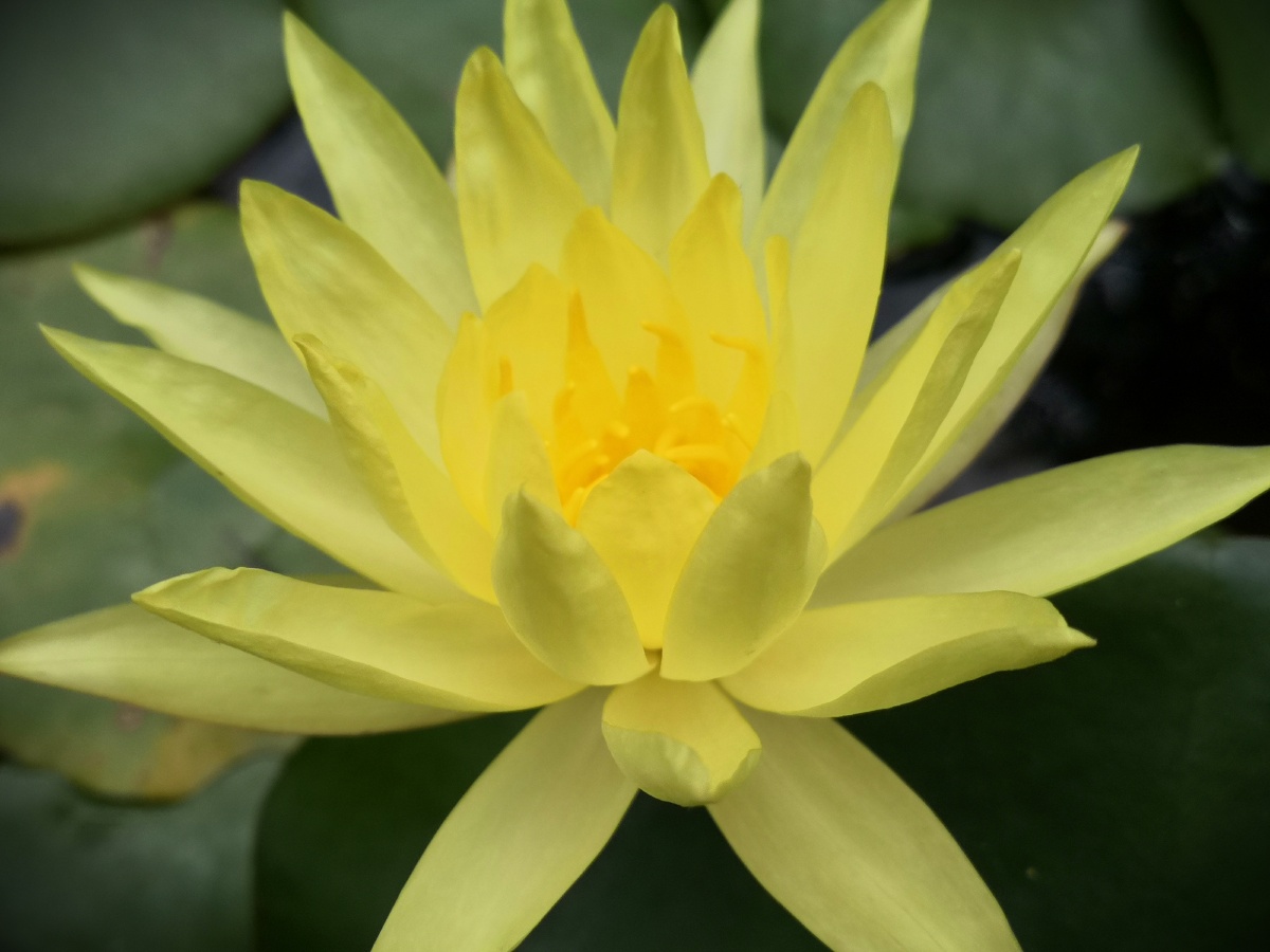 黄睡莲水中女神纤尘不染代表自由和力量