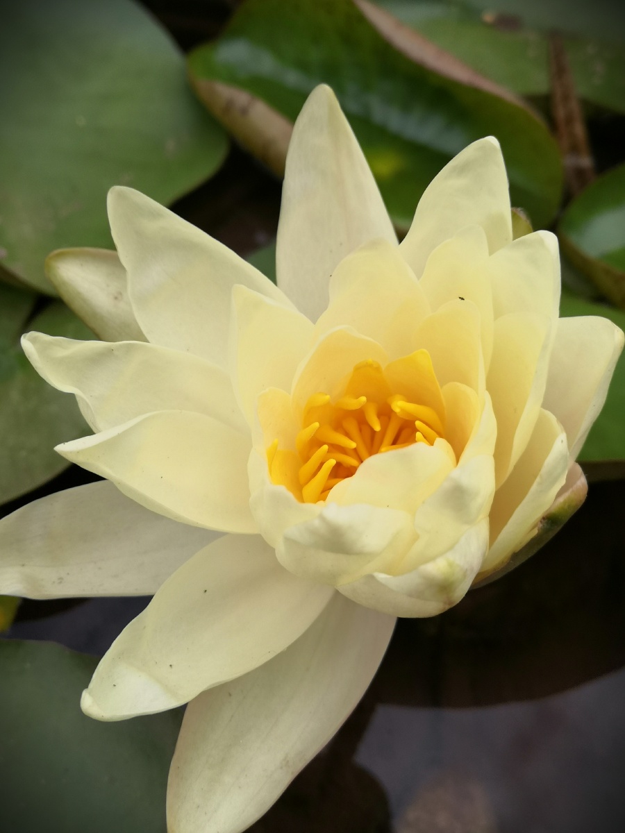 黄睡莲水中女神纤尘不染代表自由和力量