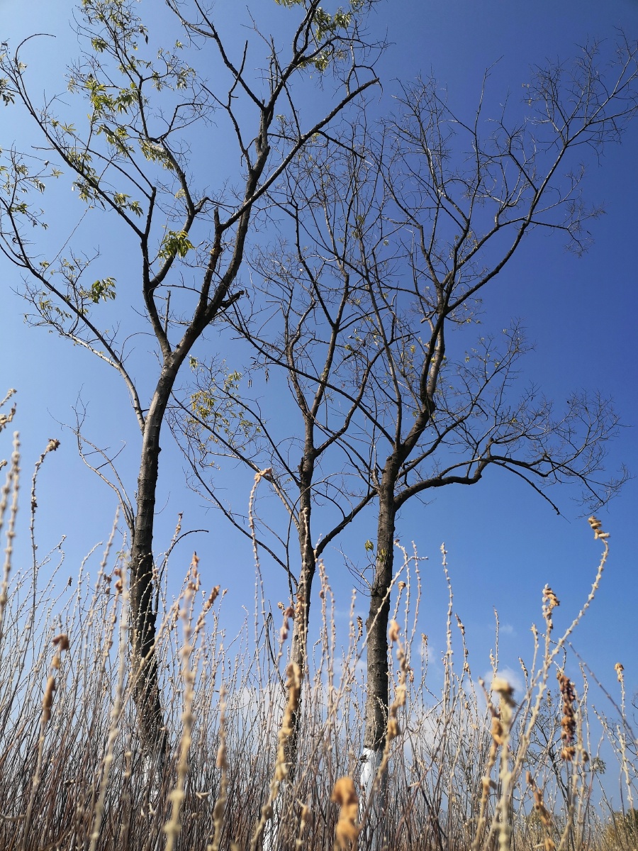 饱览冬天树枝的张力和韧性
