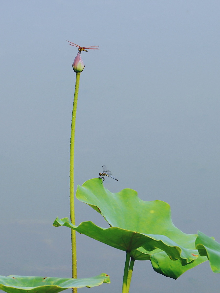 蜻蜓与荷