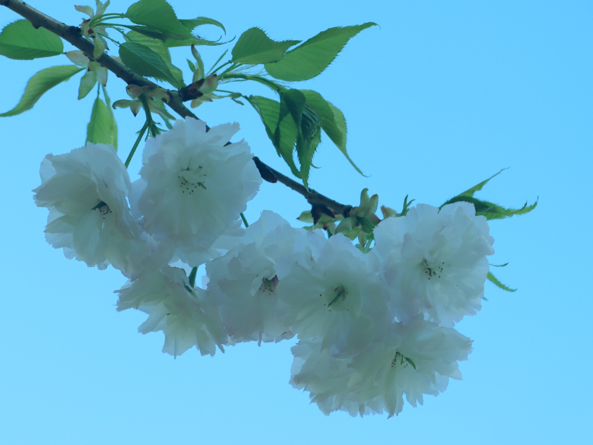 白樱花