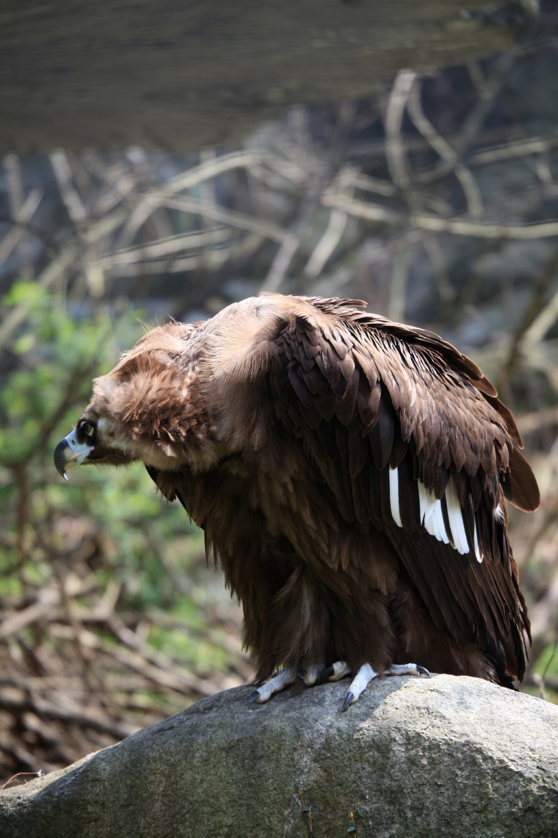 秃鹫宁波雅戈尔动物园