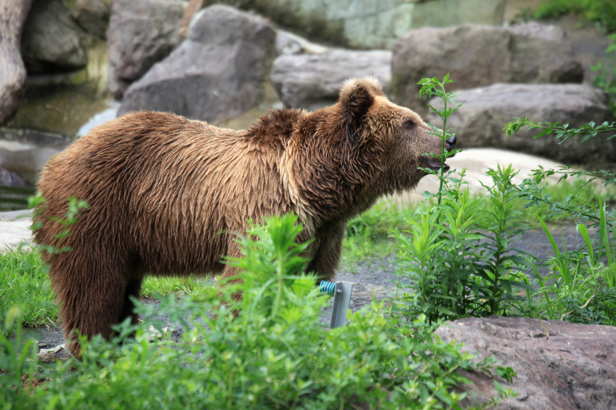 棕熊企盼投食的棕熊摄于宁波雅戈尔动物园