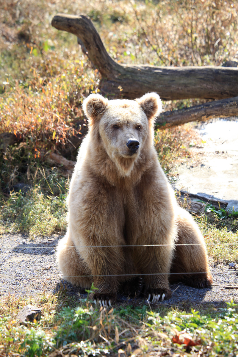 棕熊 端坐的棕熊 摄于雅戈尔动物园