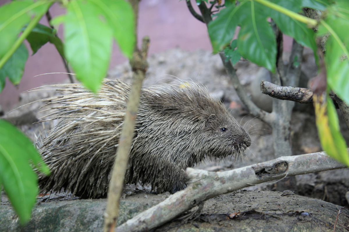 豪猪放养的豪猪刺猬猪摄于宁波雅戈尔动物园