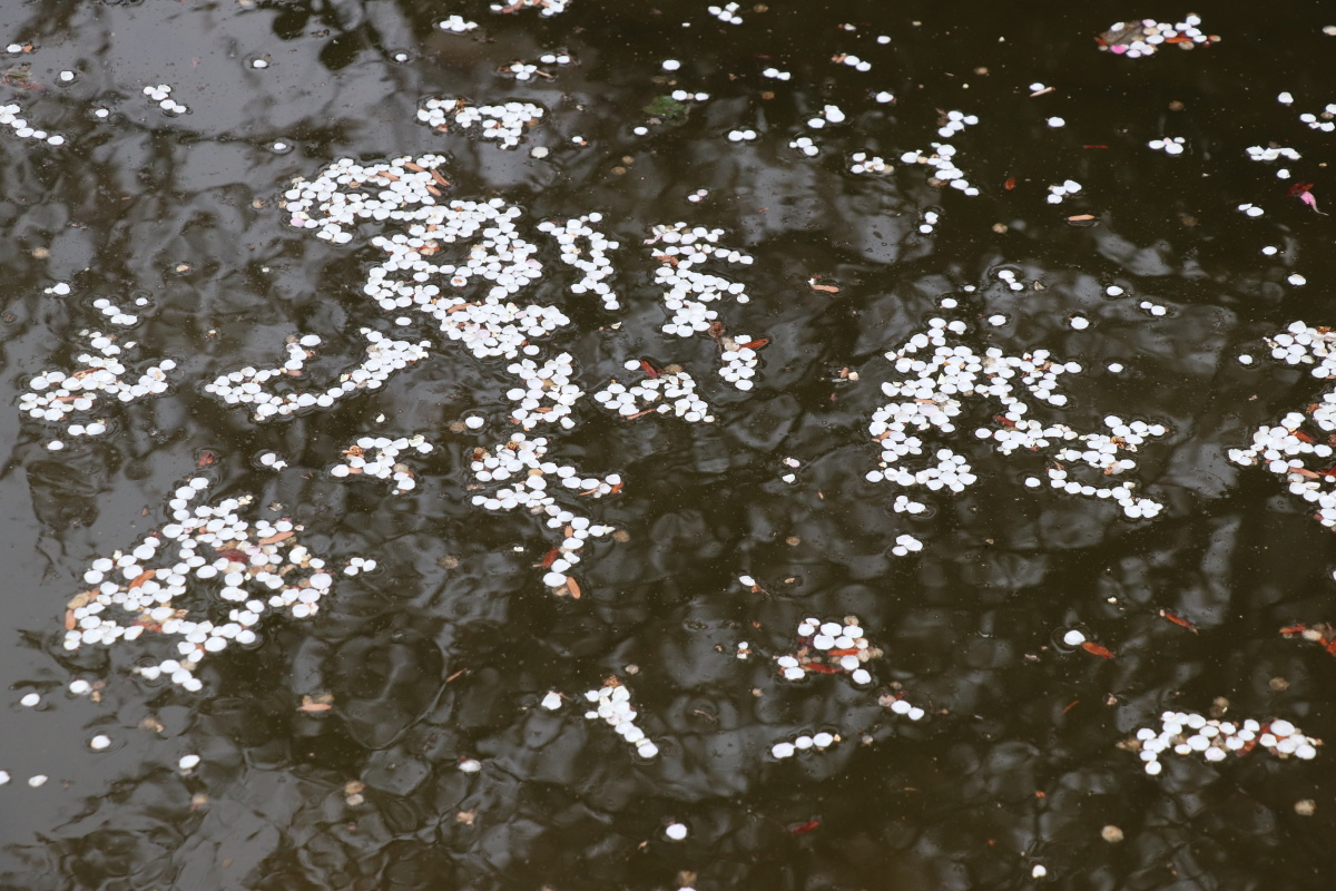 风吹过花瓣撒落一地