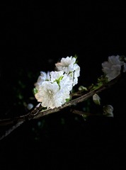 811E7C71-83DF-482F-B399-A7A61DC91C28/L0/001