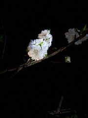 BA0A4217-1DC1-4266-8F80-CC49A644DACB/L0/001