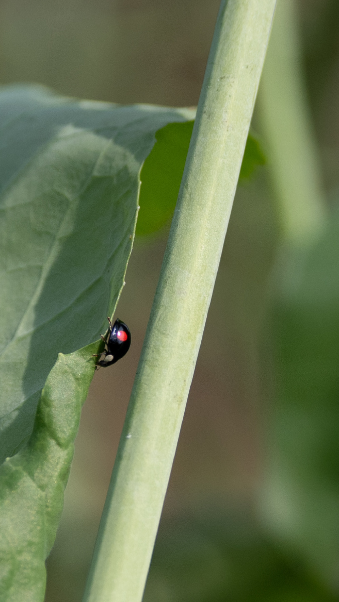 《益虫:二星瓢虫》 - 阿波的奥林巴斯 - 图虫
