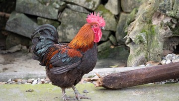 47987
