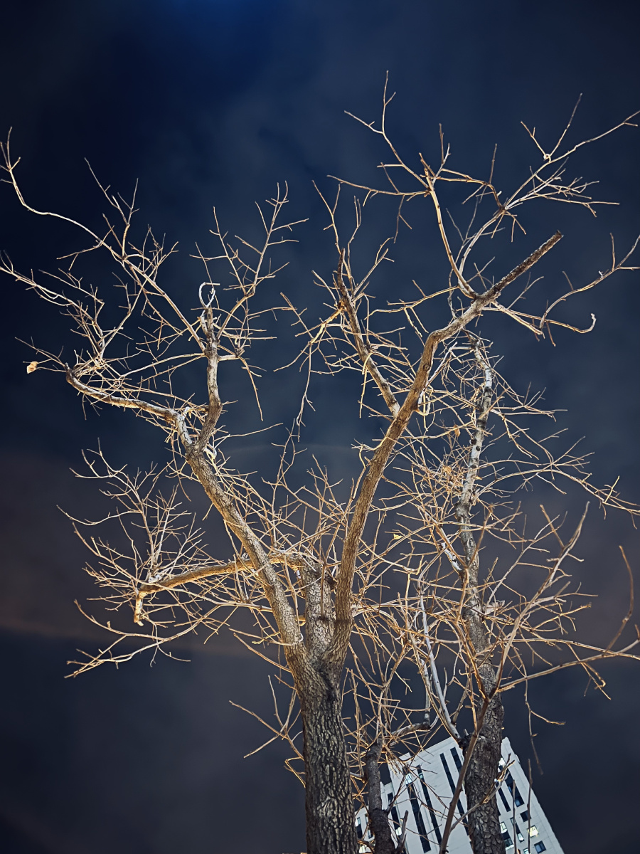 寒冷的冬夜自带光芒