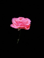 A77E6C7F-C573-485C-A5BE-E678E77E823B/L0/001