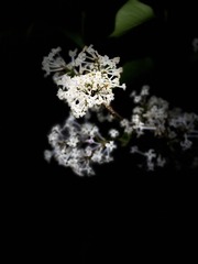 55C6182F-737B-4CC6-B55D-99FED573BD1A/L0/001