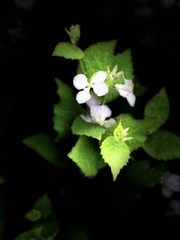 39247FAA-4CF8-4547-A79F-35A2490A7856/L0/001