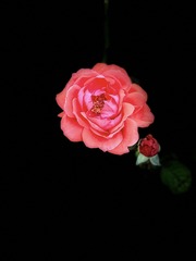 8D031434-288B-4E46-82FE-B0A4B65F101A/L0/001