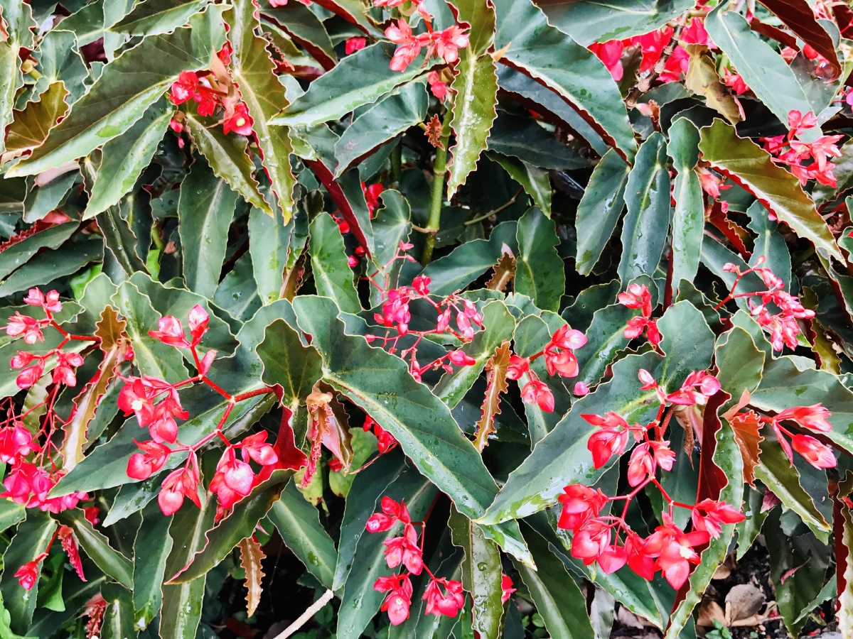 竹节秋海棠属多年生草本植物它花形叶色柔媚具有极佳的观赏价值海棠