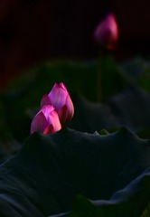1000058970