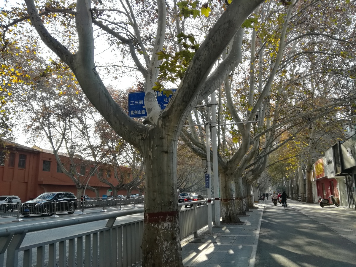 冬至的郑州市晴好天气的人民路上的梧桐树
