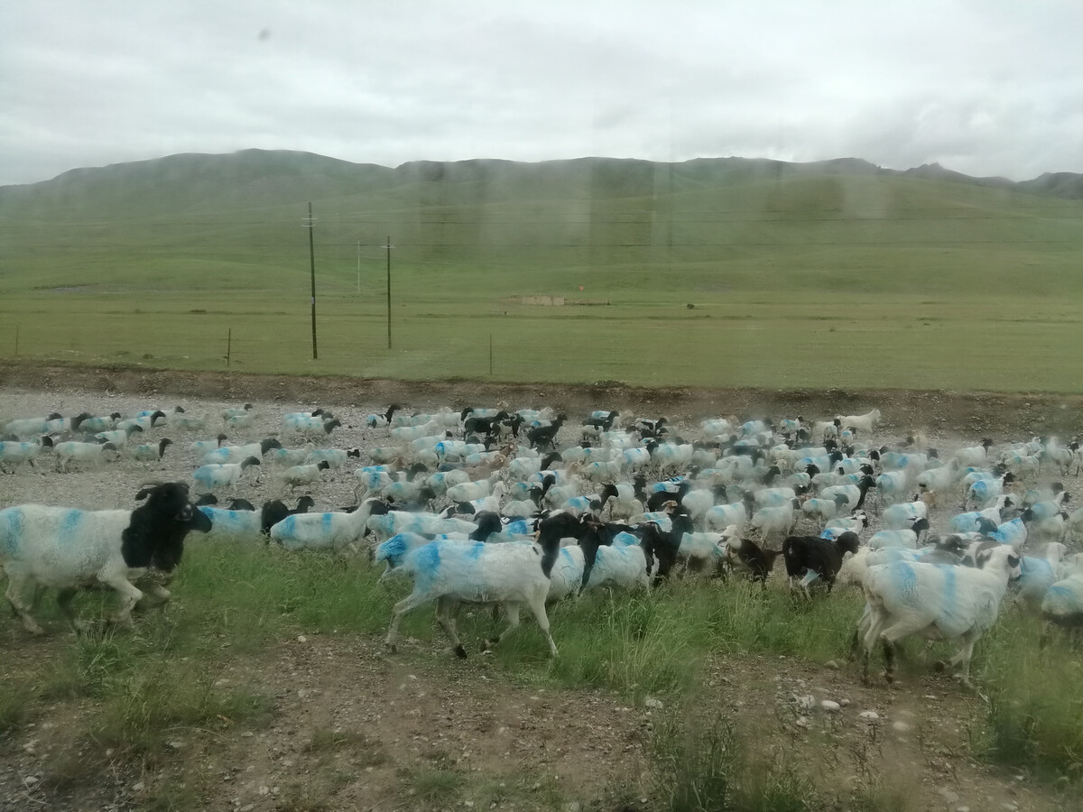 牛羊养殖需要什么