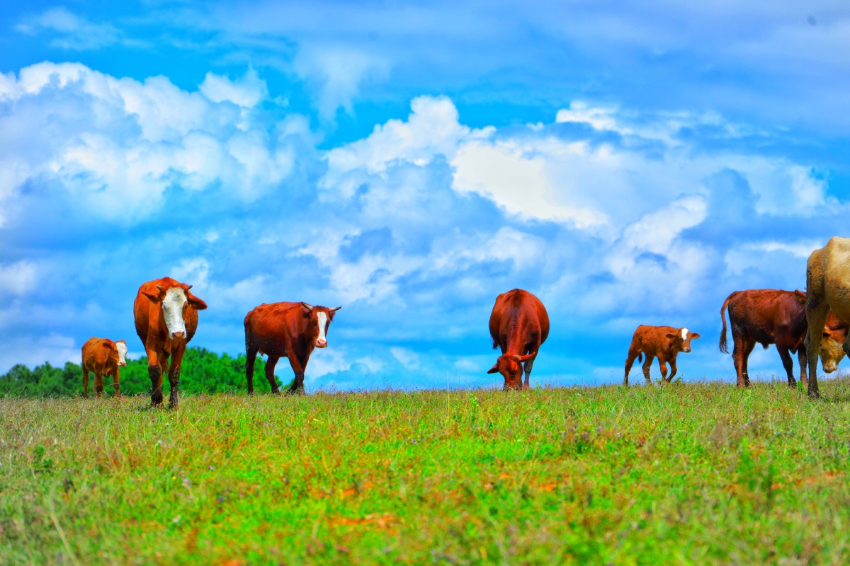 风吹草低见牛羊