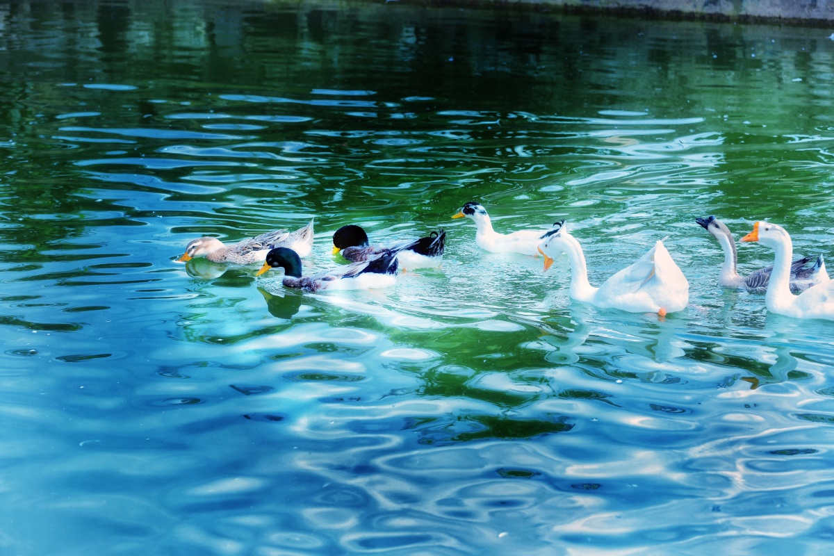 白毛浮绿水红掌拨清波