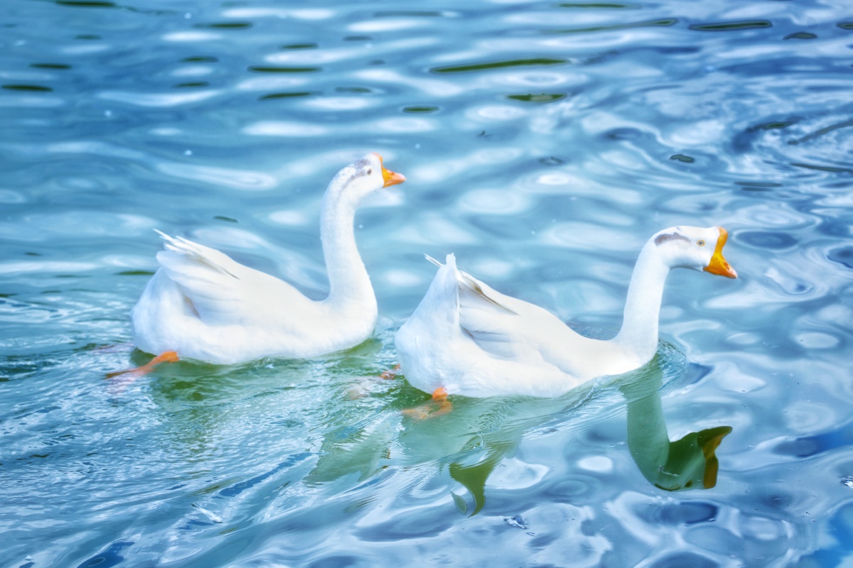 白毛浮绿水红掌拨清波