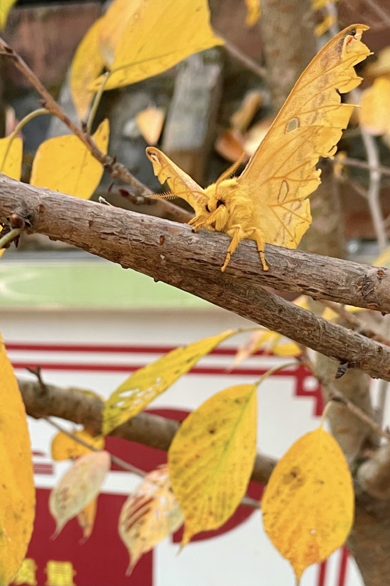 和树叶一样颜色的飞蛾