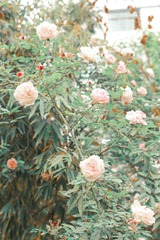 37C06CE6-2A4D-4D50-9045-B520871C54D4/L0/001