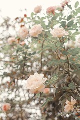 79E89E85-F725-4867-A452-20F157A4CB4B/L0/001