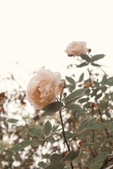 958CDEA0-23C1-405F-946D-16D540D797A6/L0/001