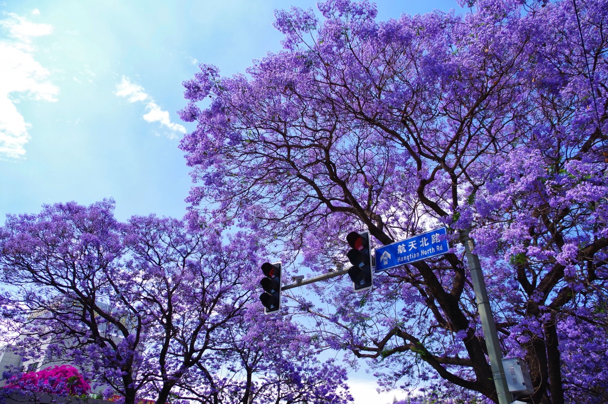 西昌蓝花楹惊艳了整条航天北路