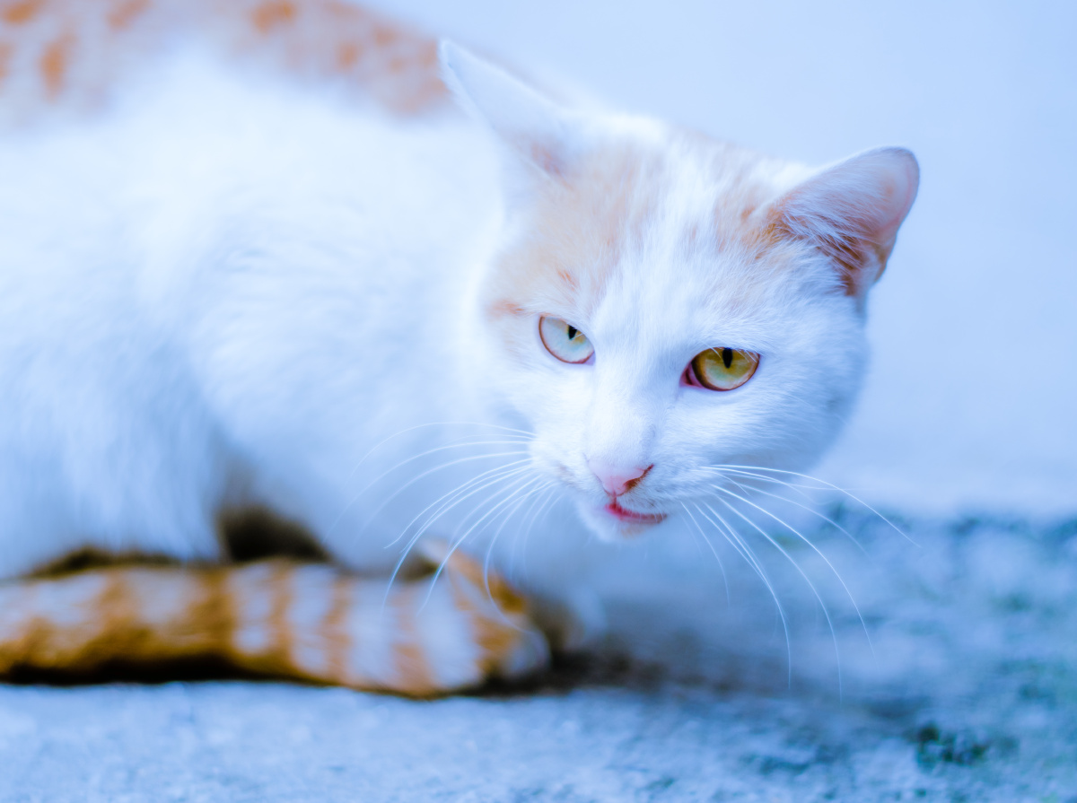 狐媚的眼神看你