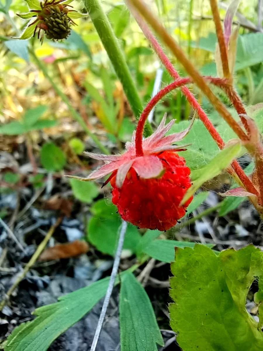 成熟的野生草莓果内蒙古大兴安岭北部林区野生果子拍摄