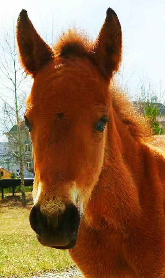 橘黄色的小马驹怯生生的紧紧跟在妈妈的后面,一双毛嘟嘟的大眼睛警