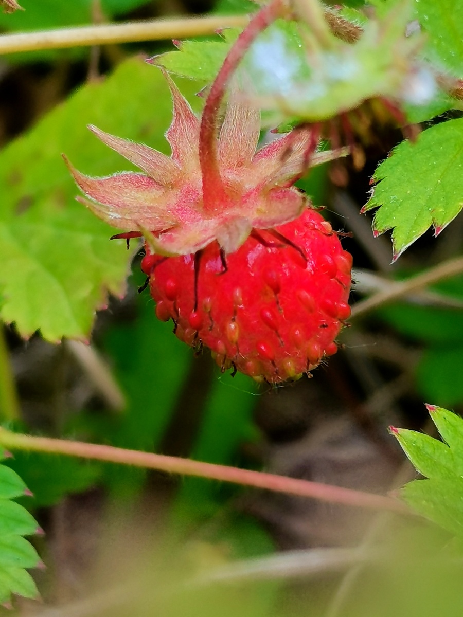 成熟的野生草莓果.内蒙古大兴安岭北部林区野生果子.