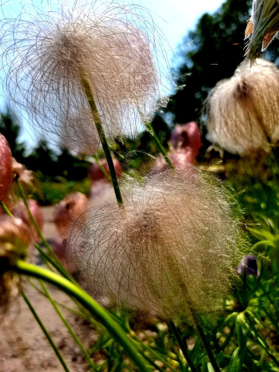 白头翁花的种子内蒙古大兴安岭北部林区六月自然风光拍摄于呼伦贝尔市