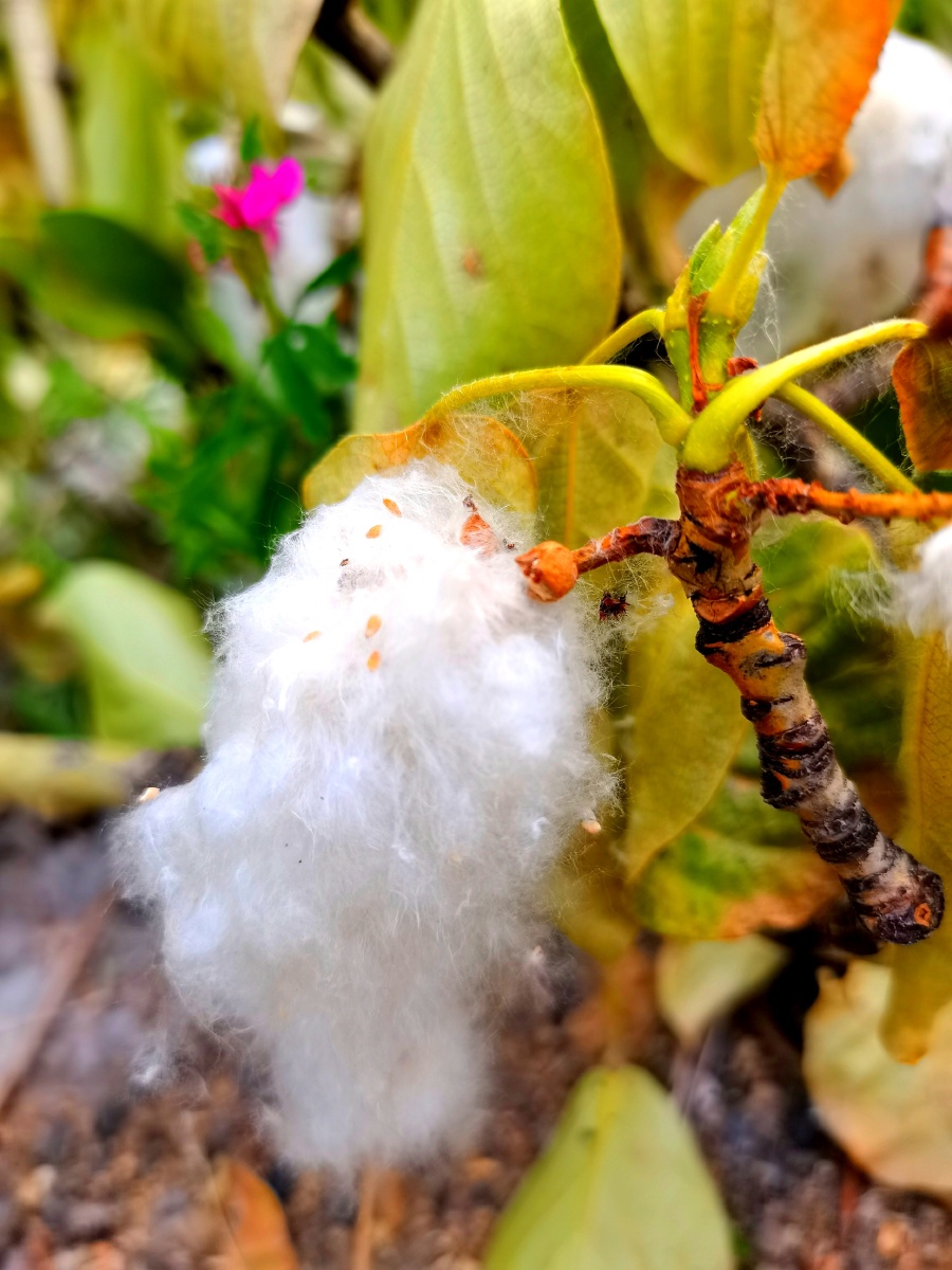 杨树种子内蒙古大兴安岭北部原始森林拍摄于呼伦贝尔市根河市满归小镇