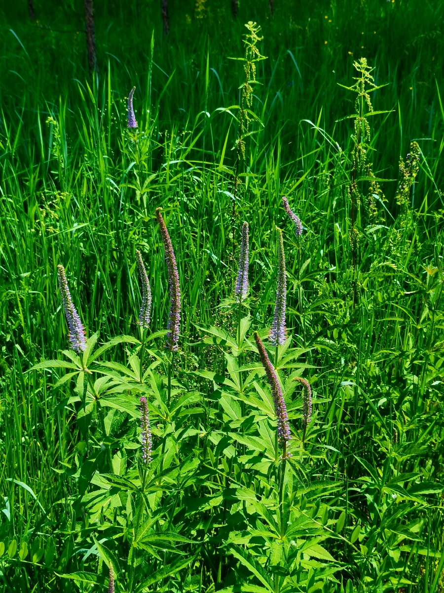 草本威灵仙内蒙古大兴安岭北部原始森林野生花草拍摄于呼伦贝尔市根河