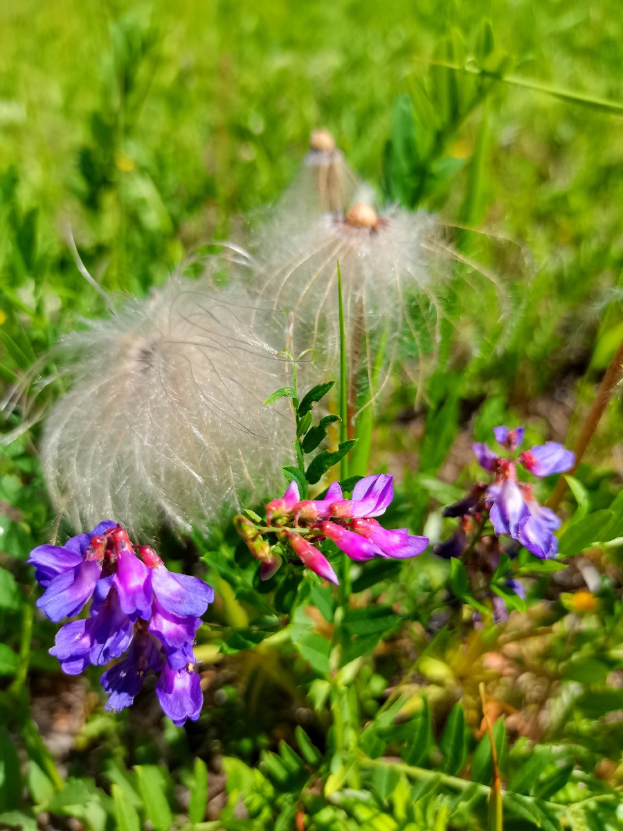 野豆角花内蒙古大兴安岭野生花卉