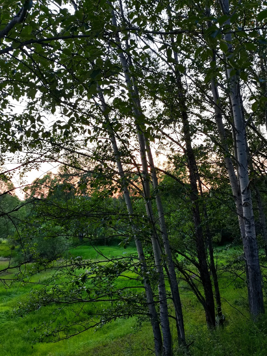 暮色苍茫的原始森林内蒙古大兴安岭北部林区七月自然风光拍摄于