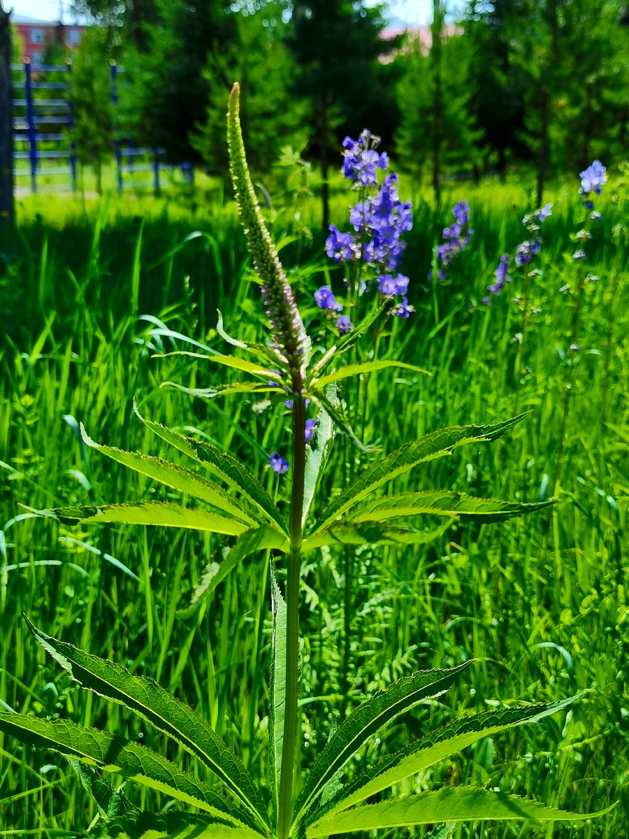 草本威灵仙内蒙古大兴安岭北部原始森林野生花草拍摄于呼伦贝尔市根河