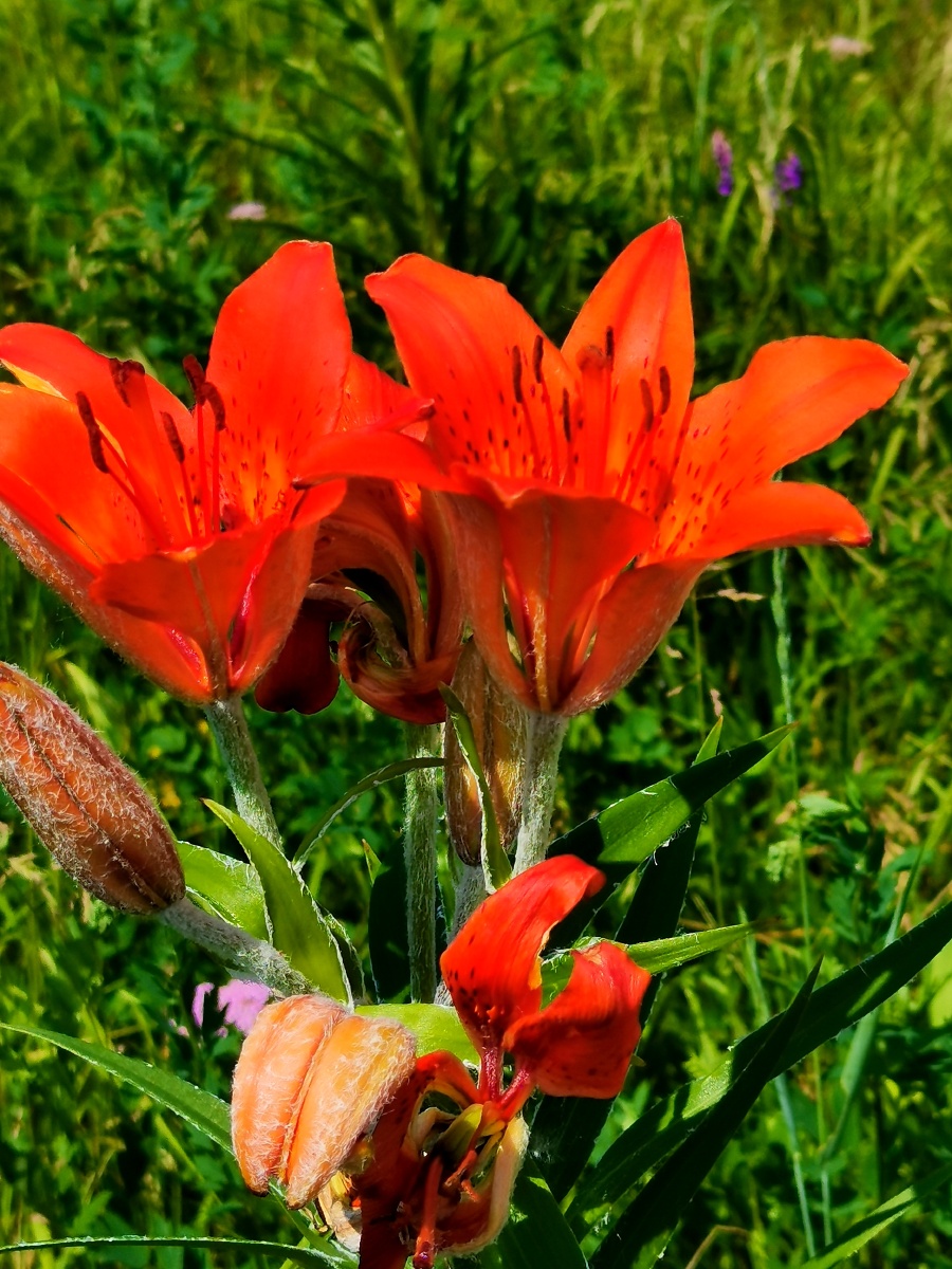 野百合花内蒙古大兴安岭北部林区野生花草拍摄于呼伦贝尔市根河市满归