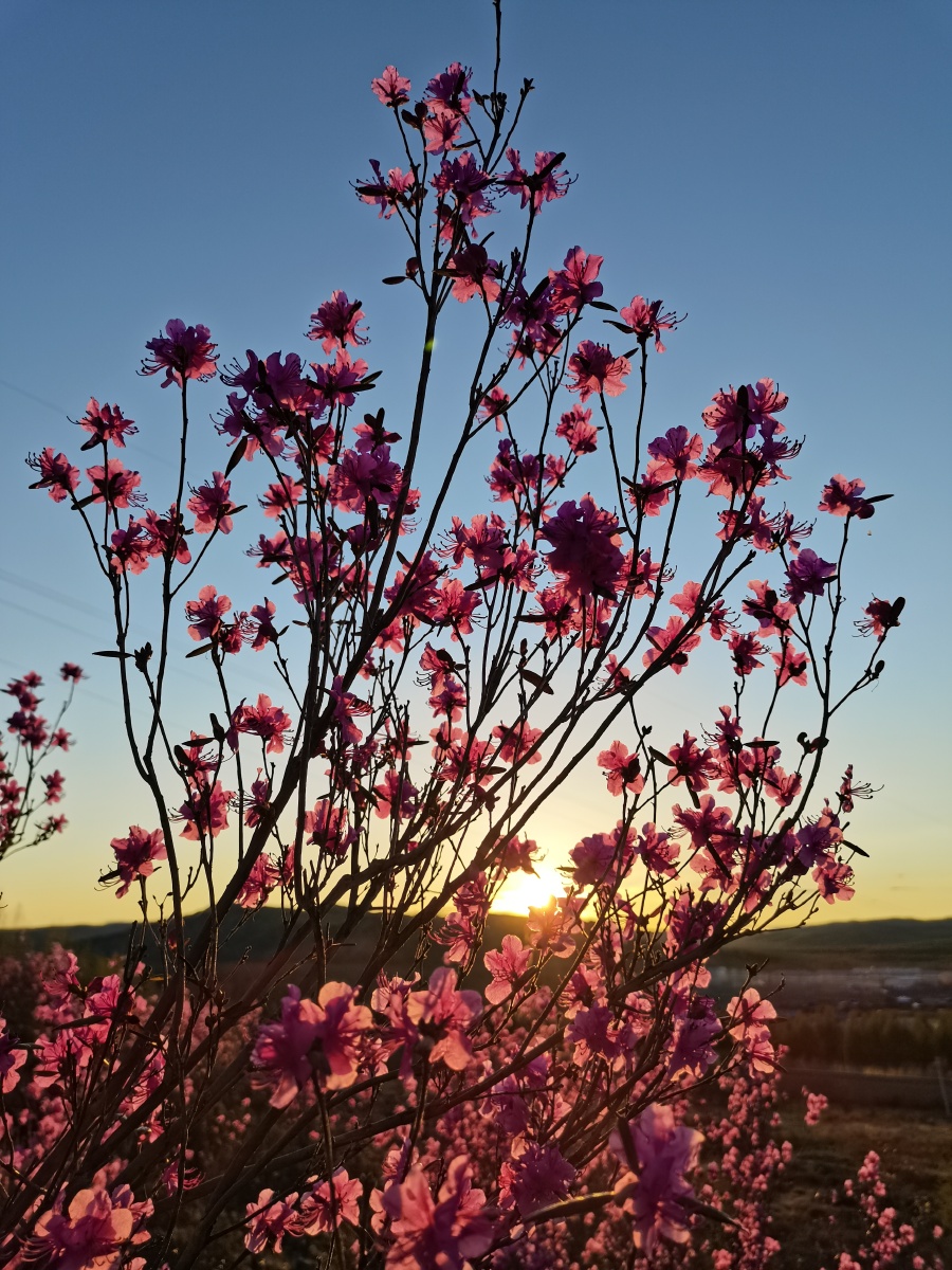夕阳西下,杜鹃花开.美丽动人心弦.