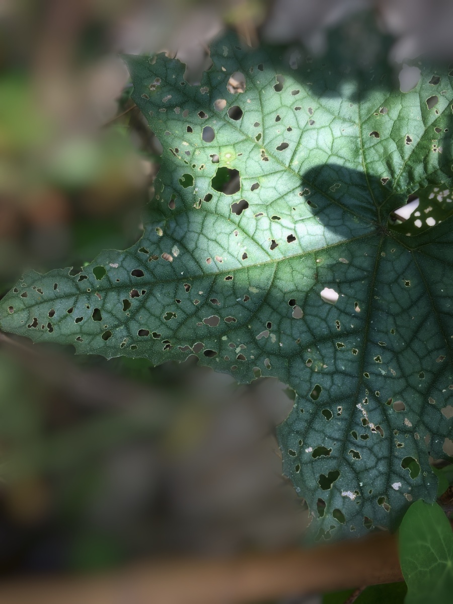 被虫吃得千疮百孔的丝瓜叶